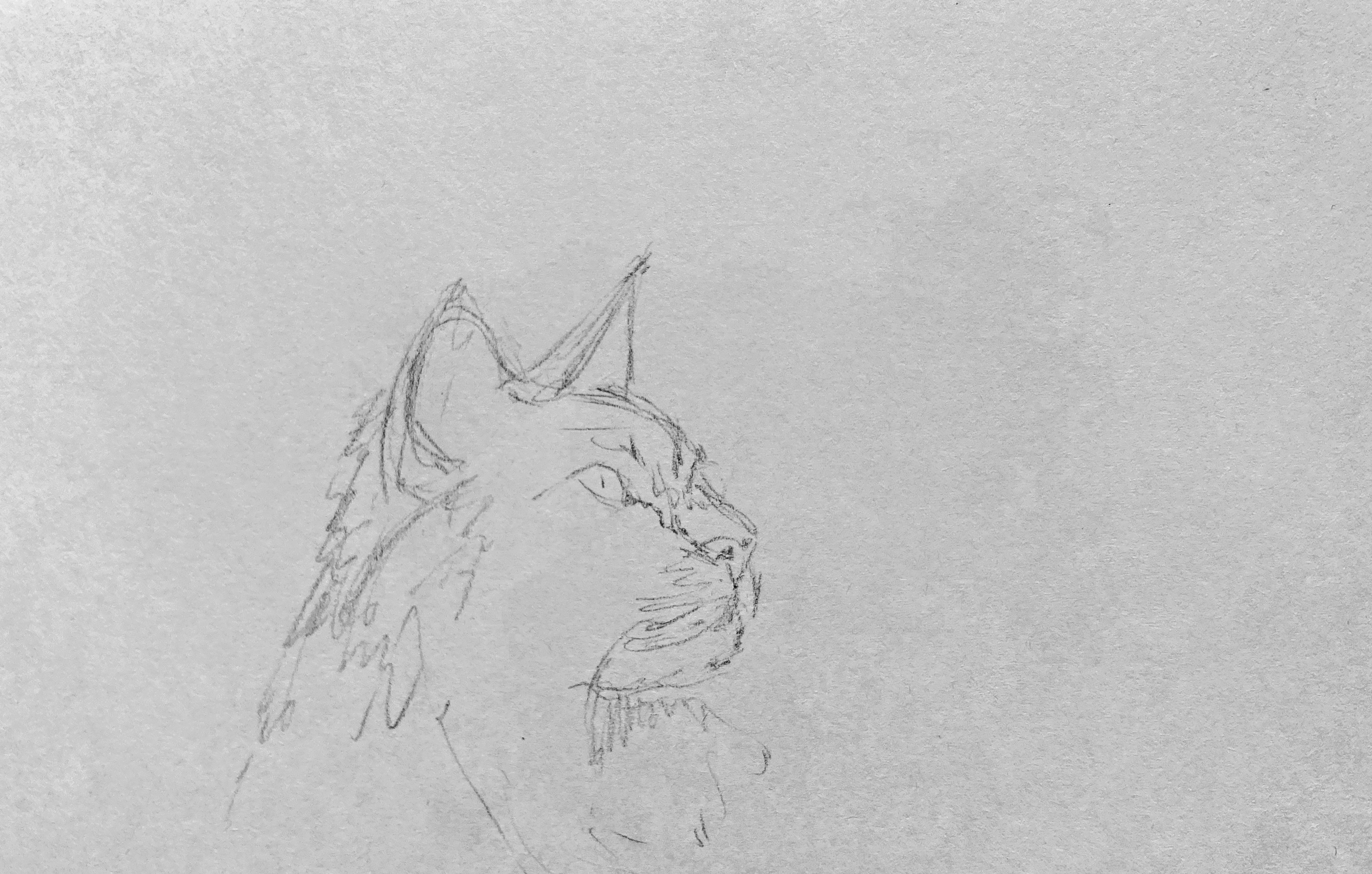 IMG_7253.jpeg