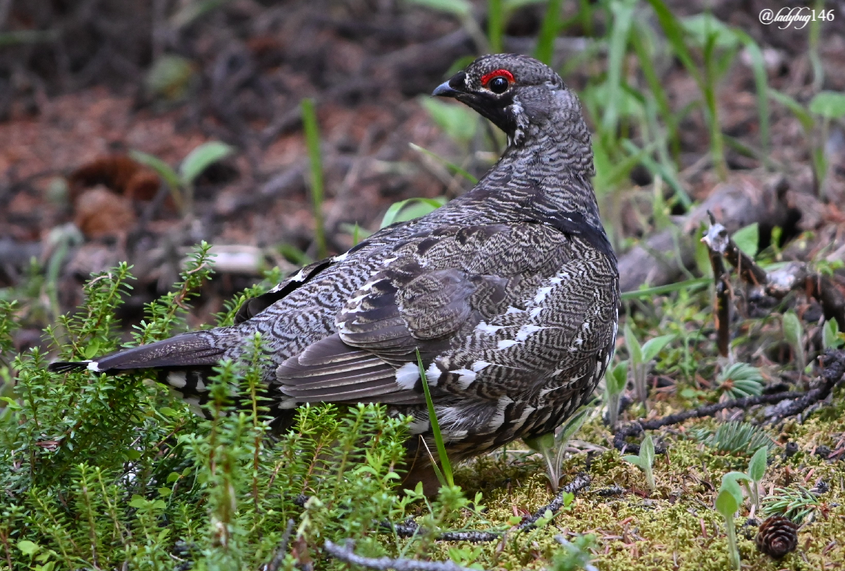 grouse.jpg