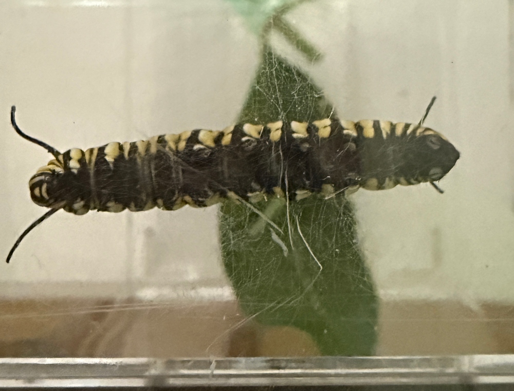 caterpillars-monarch-1.jpg