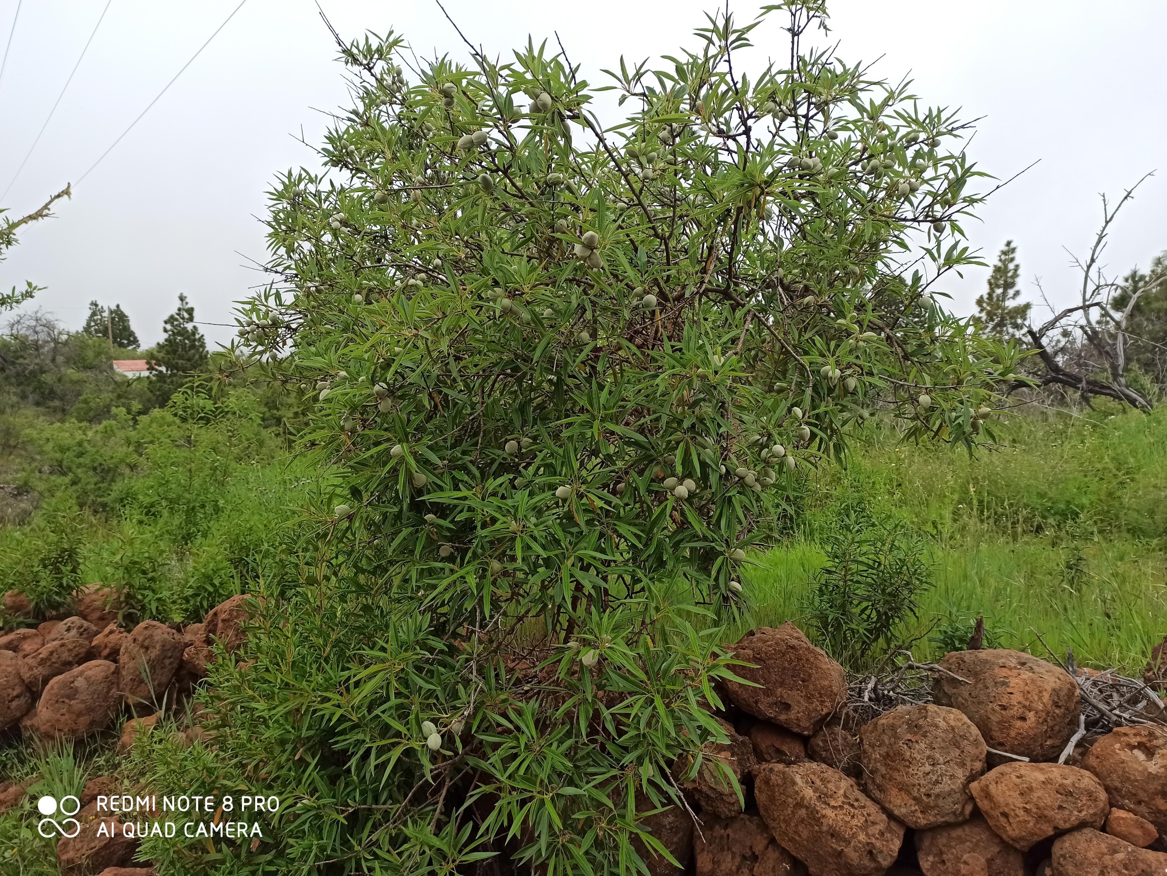 Almond tree 1.jpg