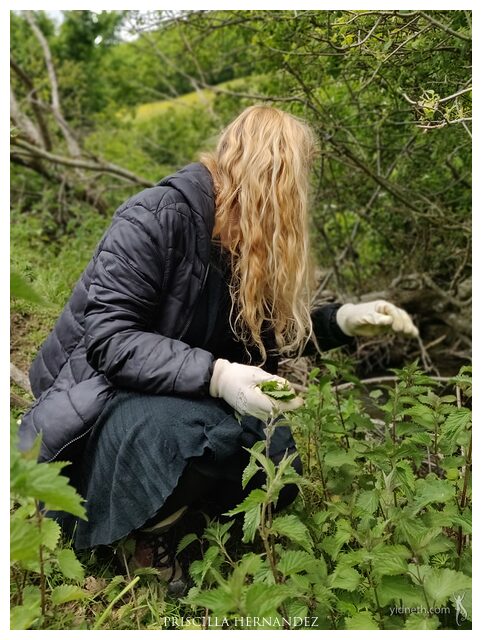 foraging_nettles.jpg