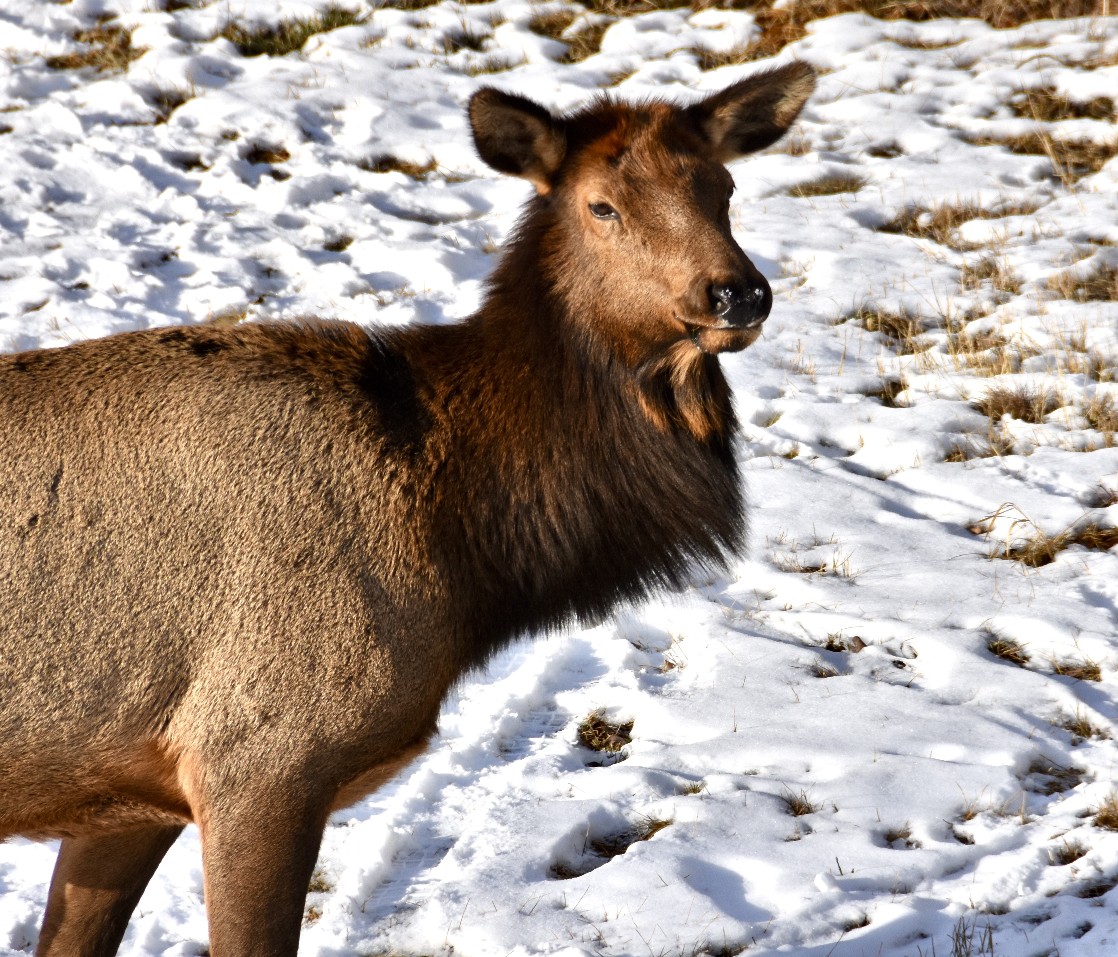 elk closeup2.jpg