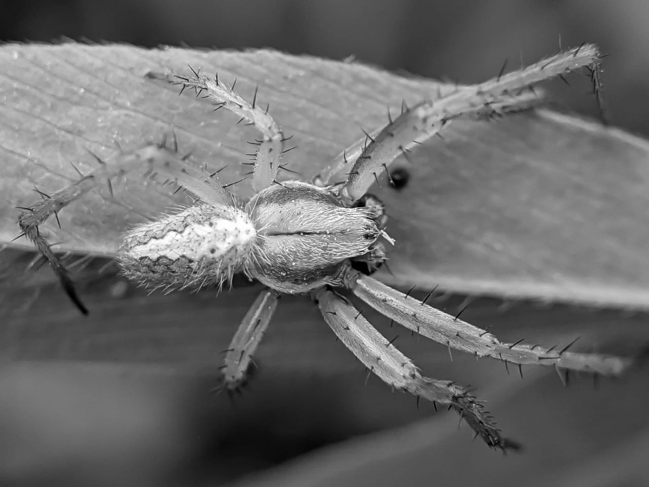spider (15).jpeg