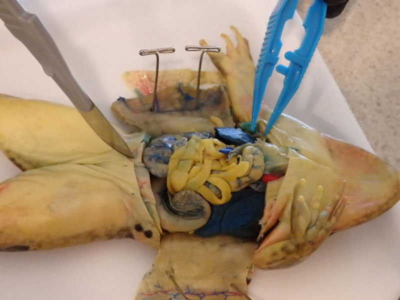 frog-dissection.jpg