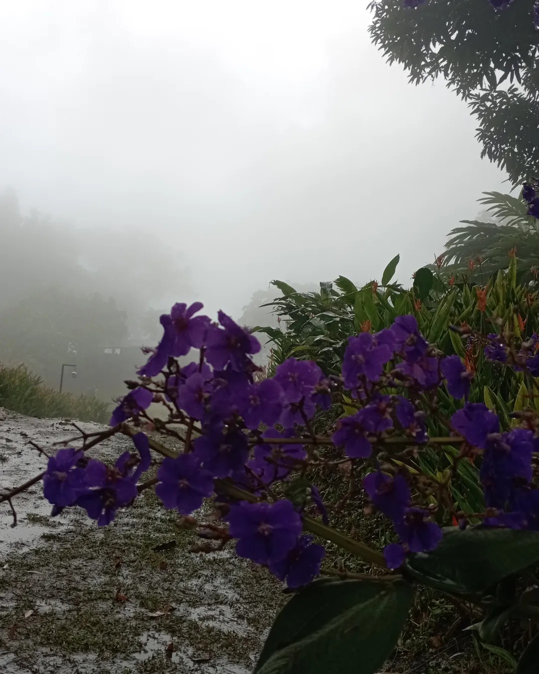 finca la pantalla, en cocorote 2.jpg