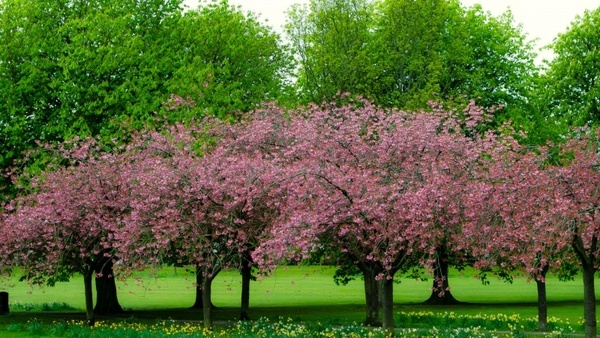 spring_tree_204087.jpg