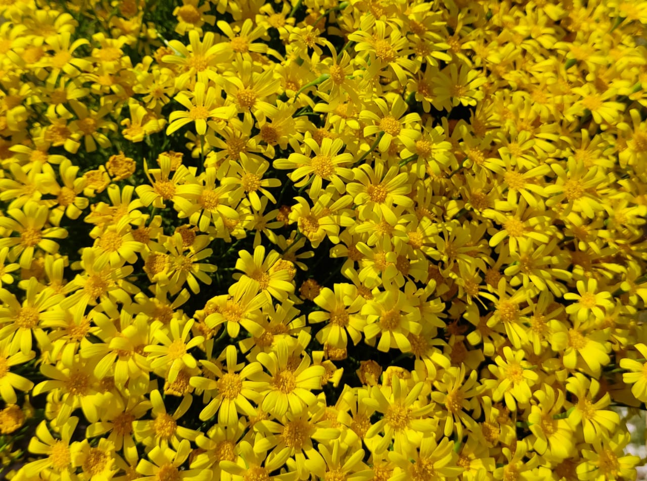 IMG-20250517-WA0006.jpg
