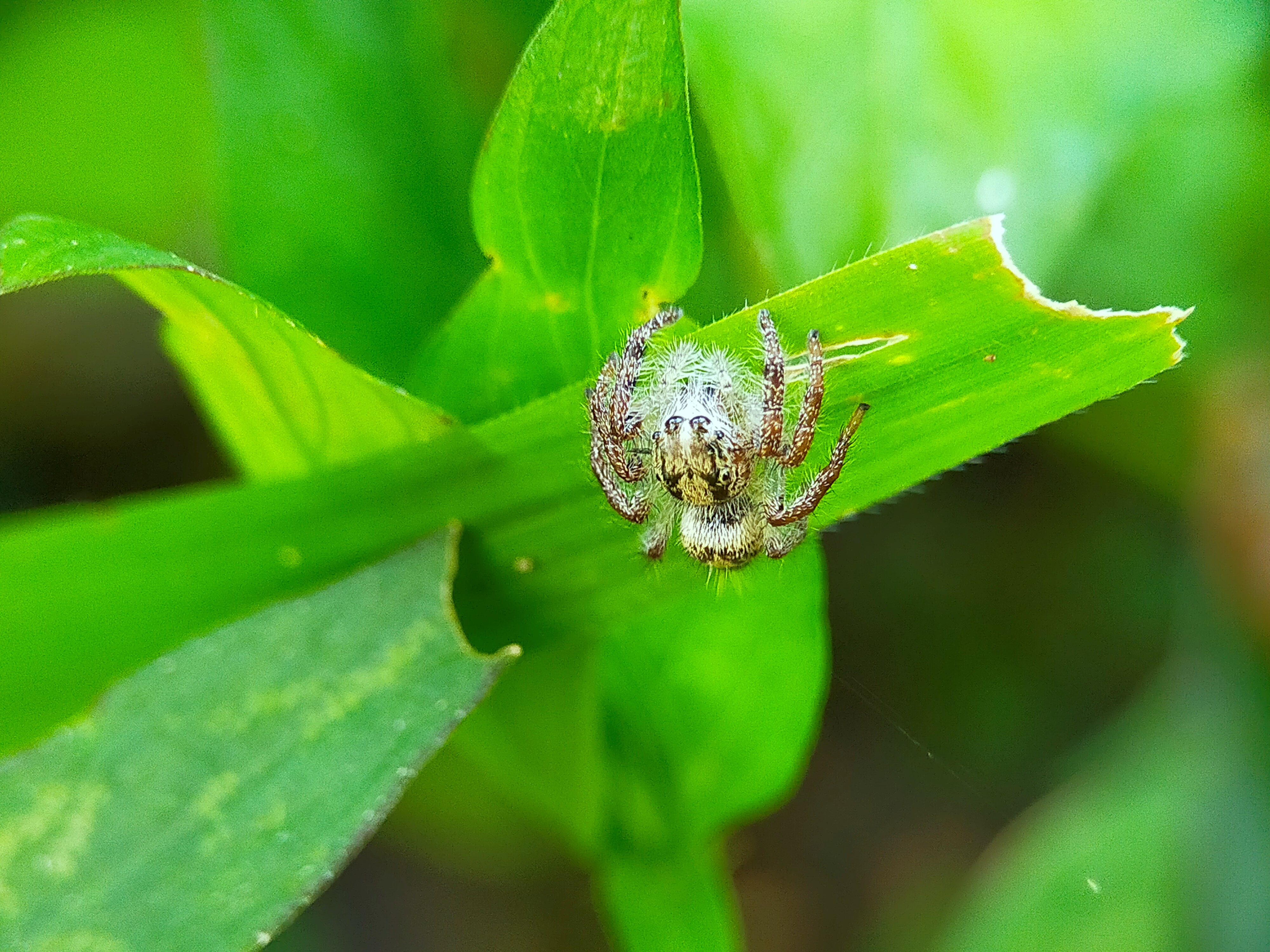 Jumping Spider (10).jpg