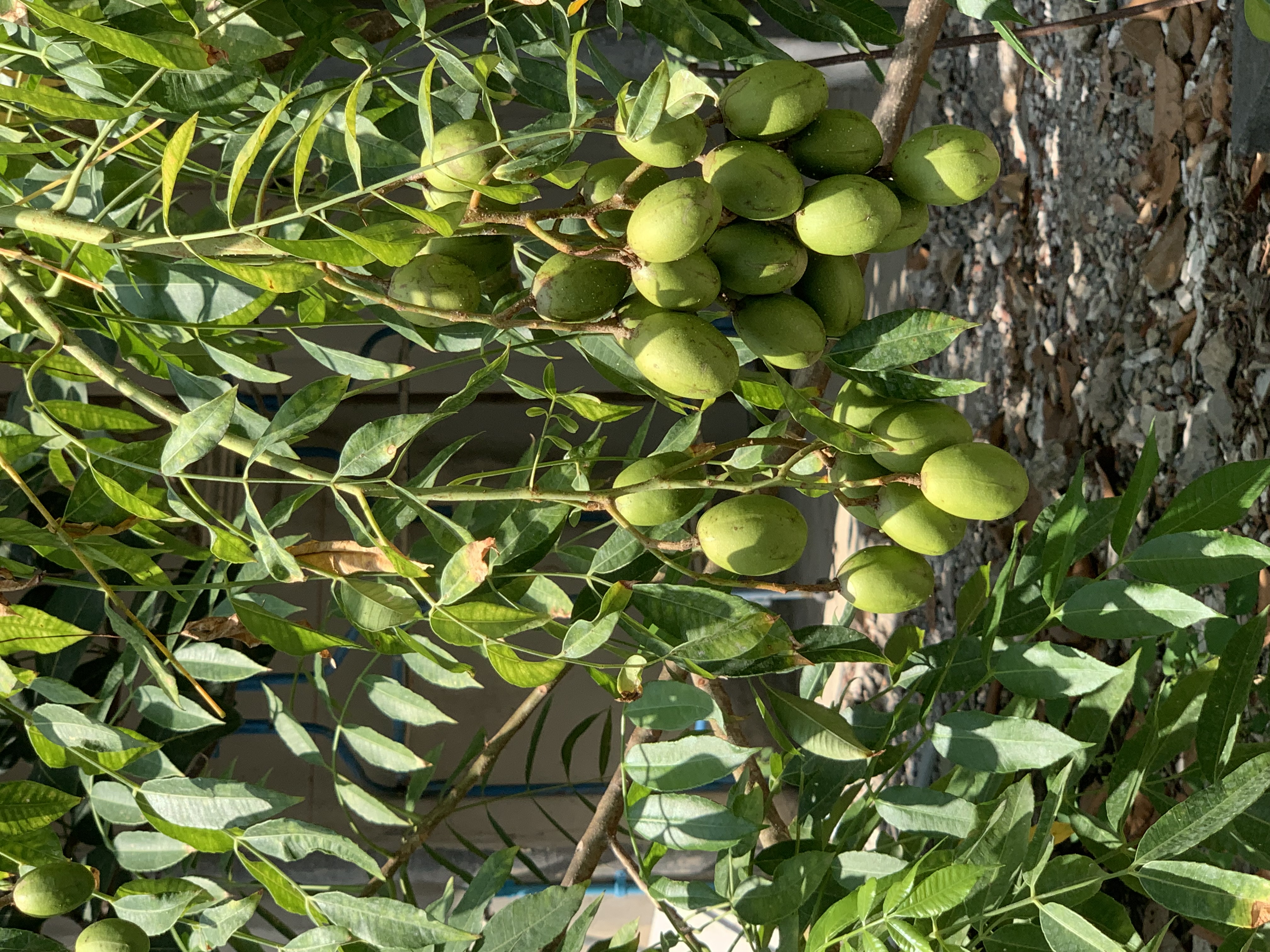 fruit2.jpg