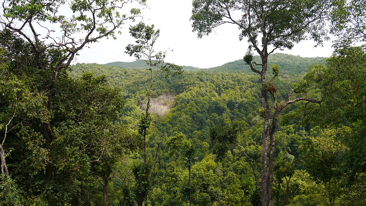 tropical deciduous forest.jpg