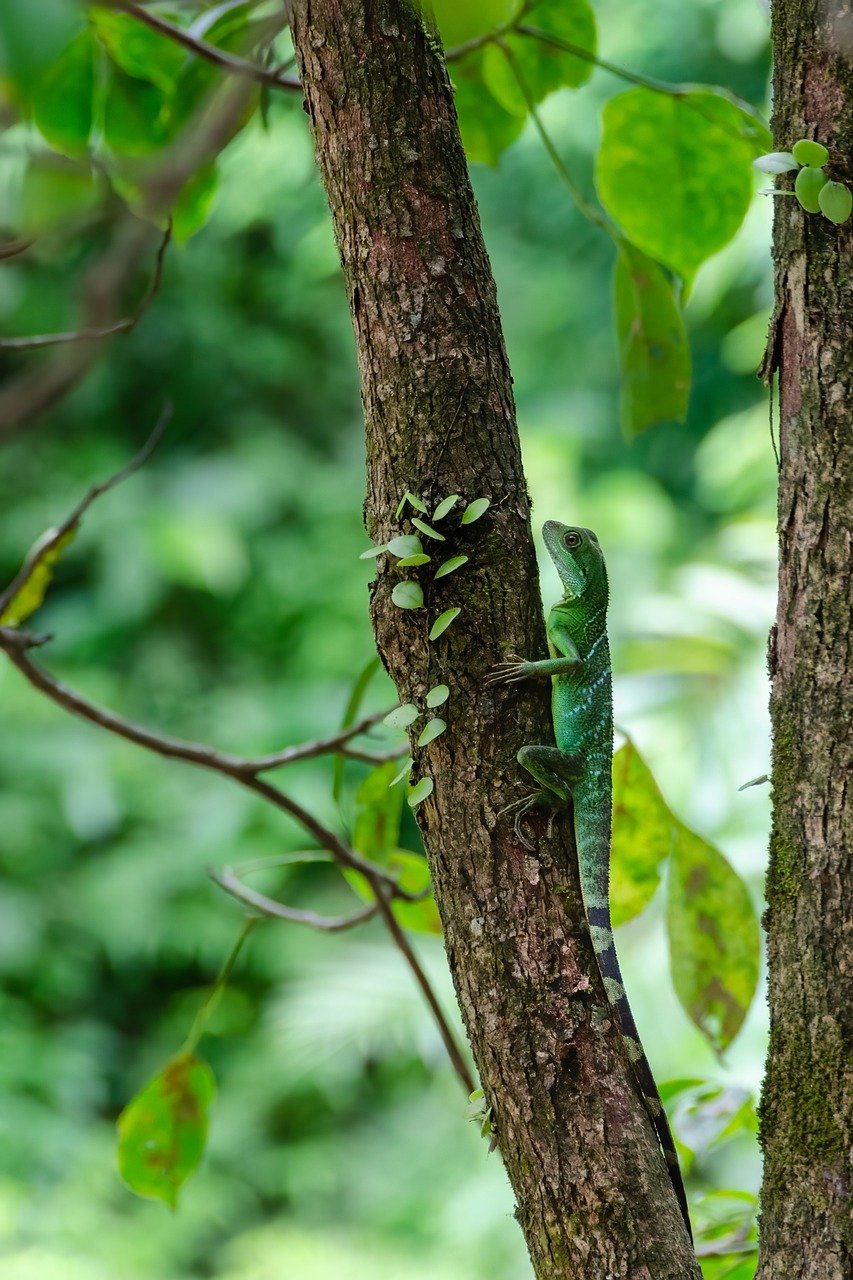 lizard-8091302_1280.jpg