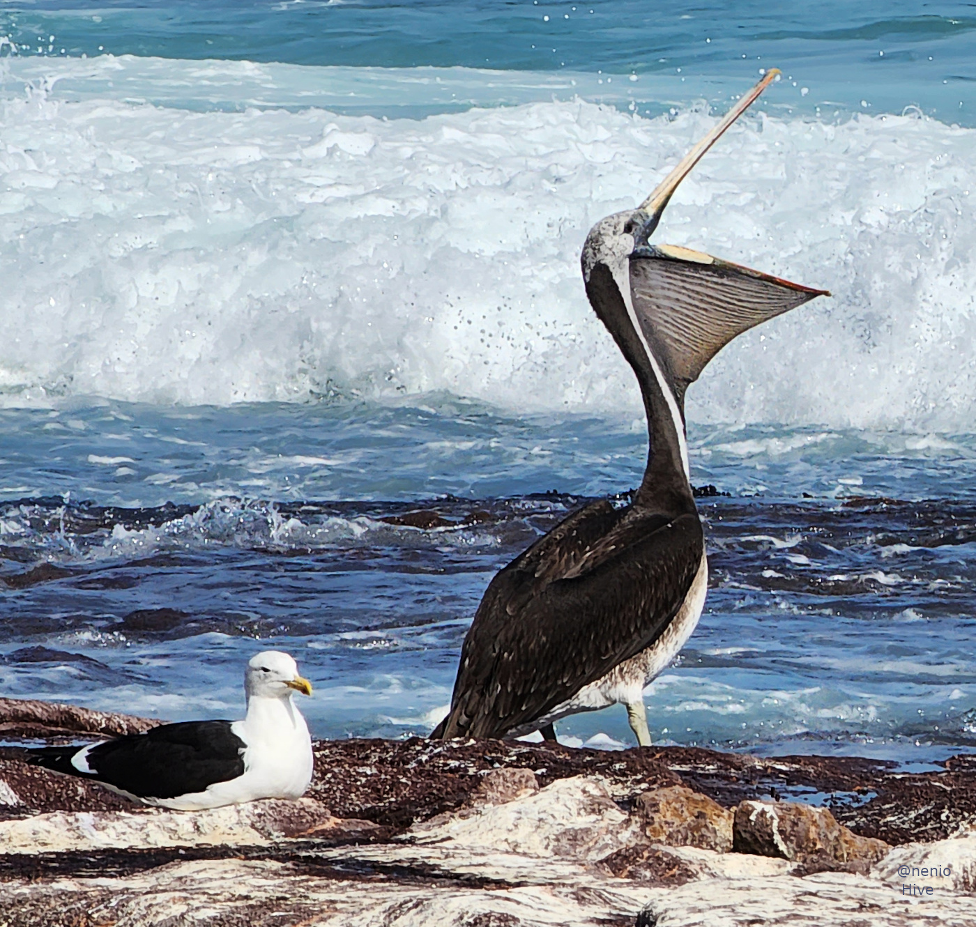 pelican-seagull-002.jpg