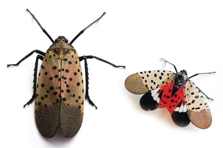 Spotted-Lantern-Fly-Open-and-Closed-WIng-Views.jpg