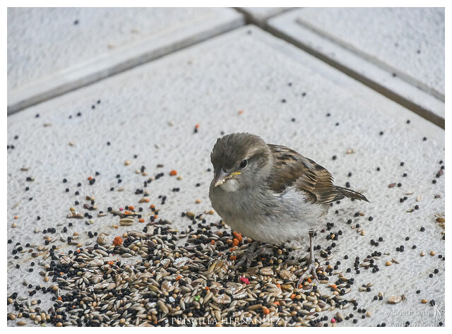 sparrow -640- by Priscilla Hernandez.jpg