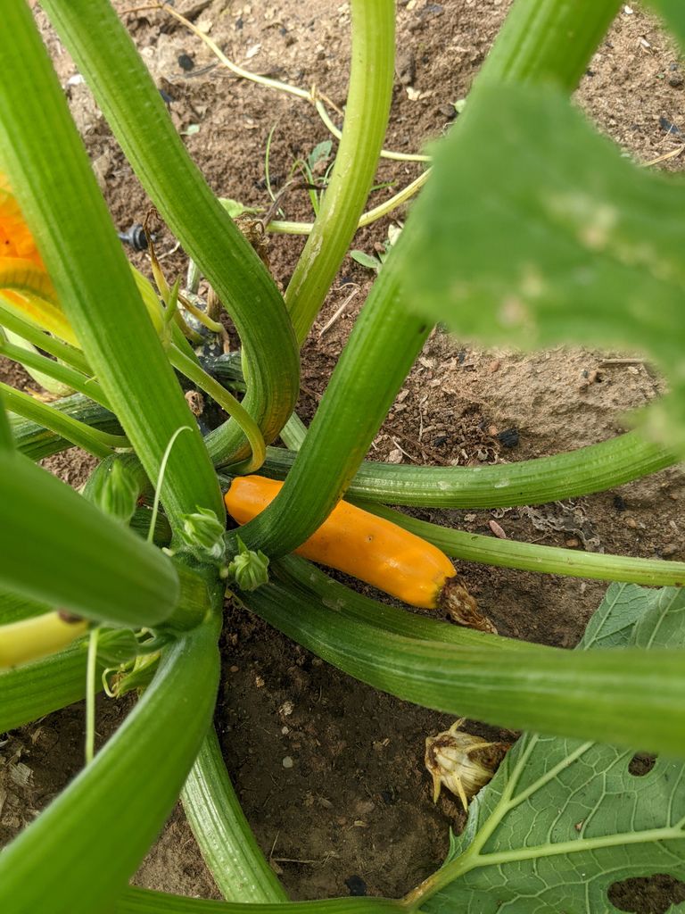 Yellow Zucchini.jpg