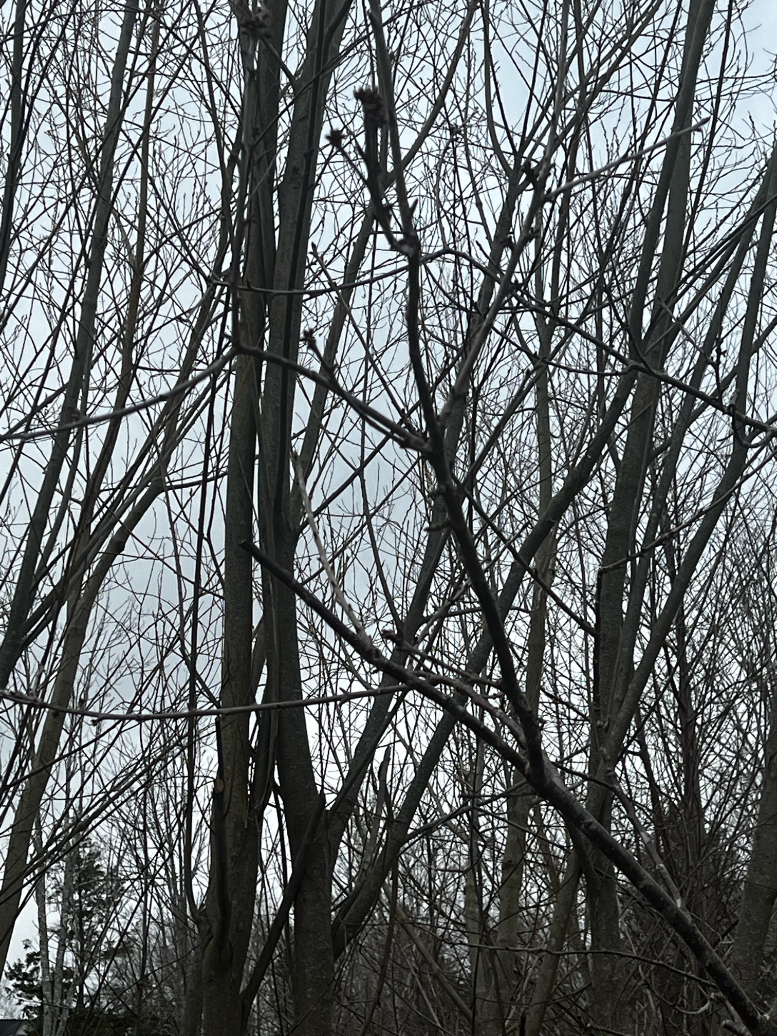 IMG_1318.jpeg