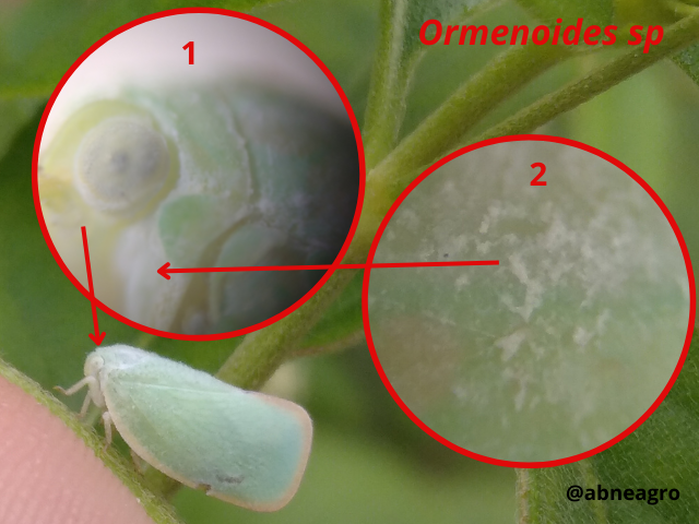 Automeris cf. jucunda (4).png