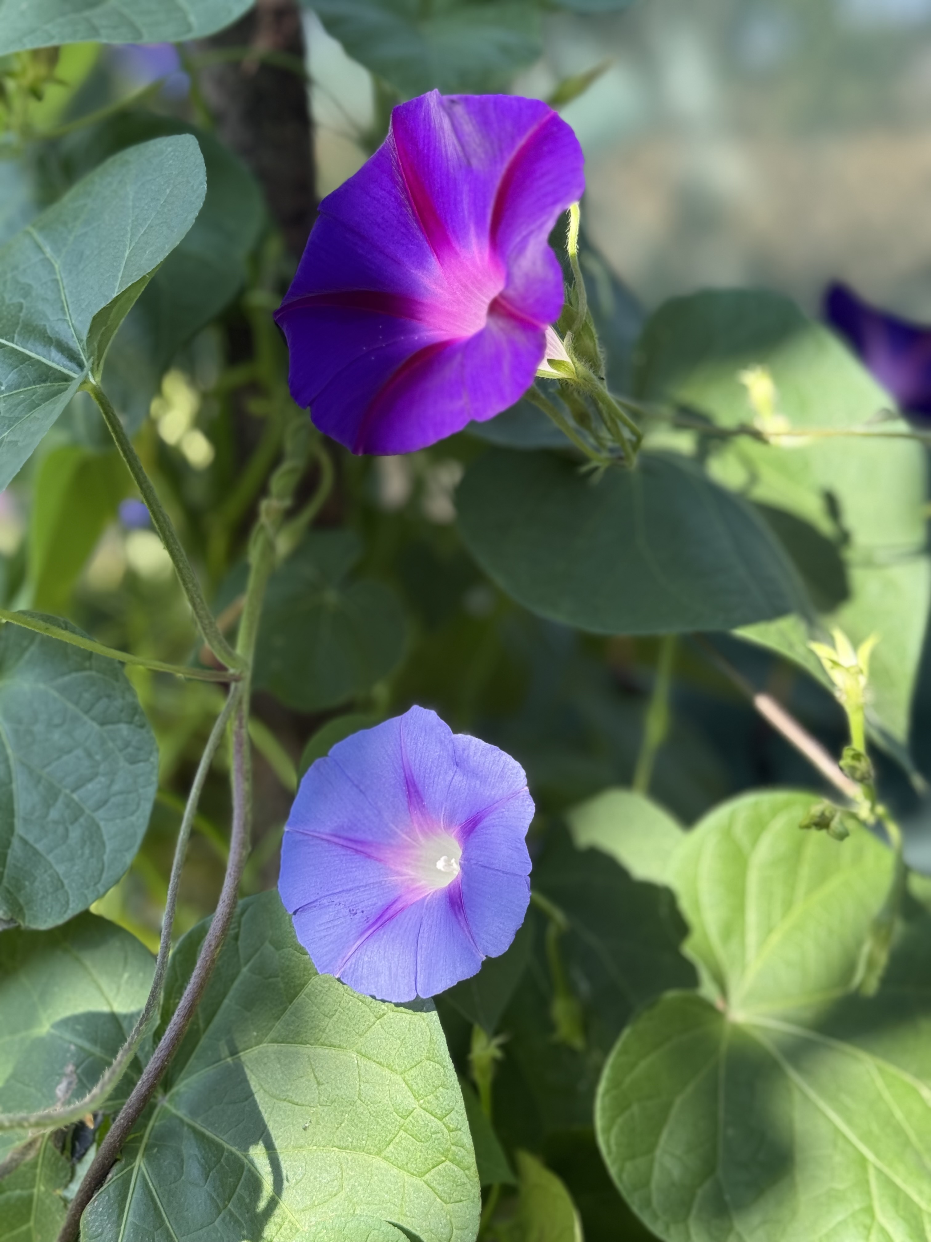 IMG_5877.jpeg