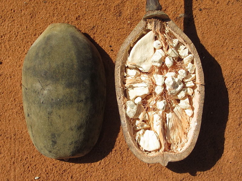 Baobab_-_fruit_(8750413322).jpg