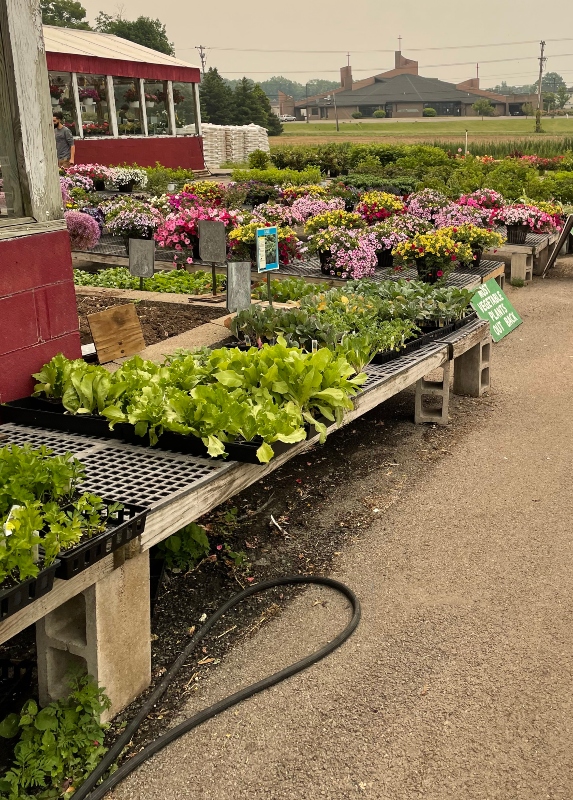 alwaysaflower-farm-.jpg
