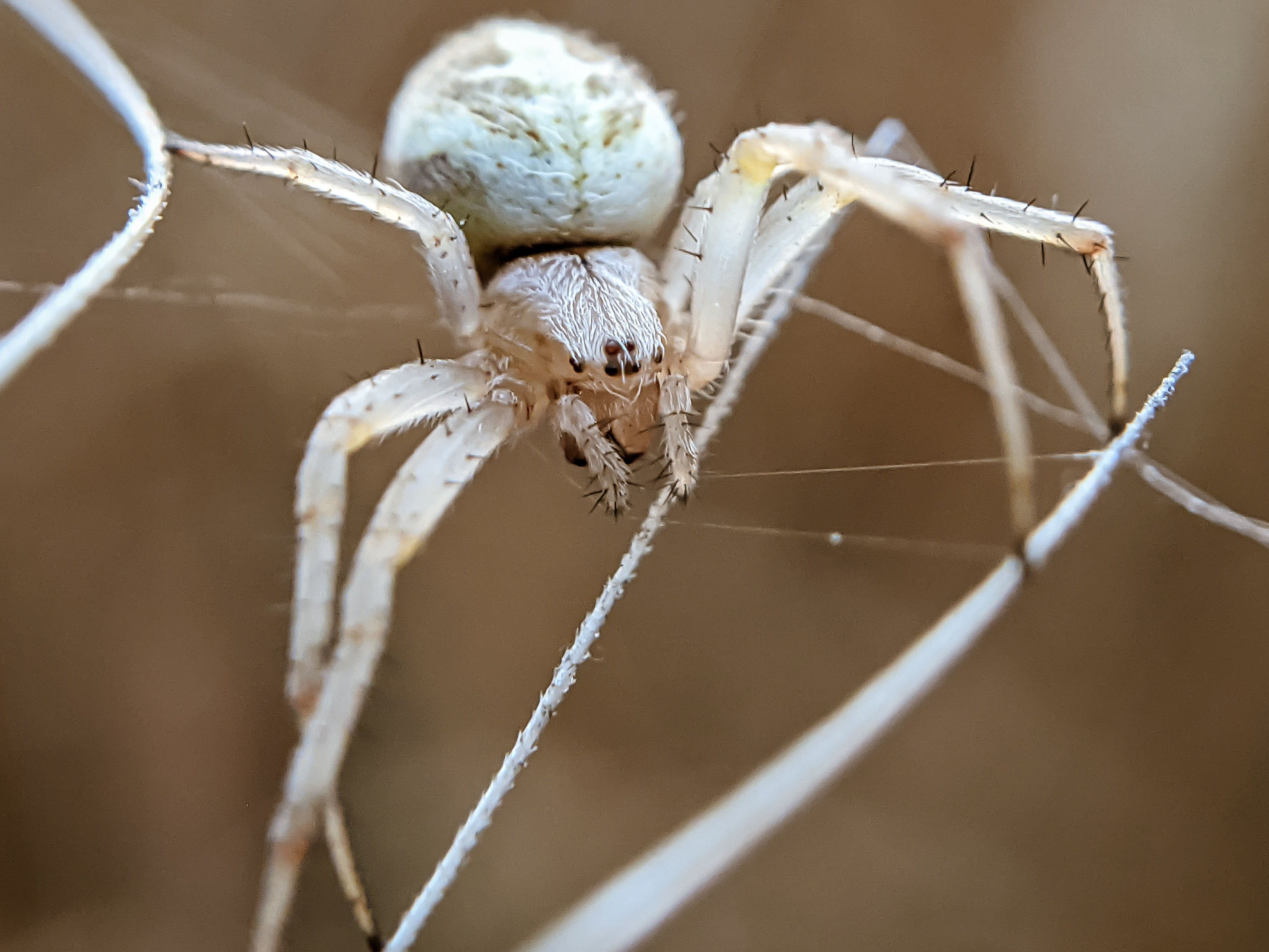 spider (10).jpg