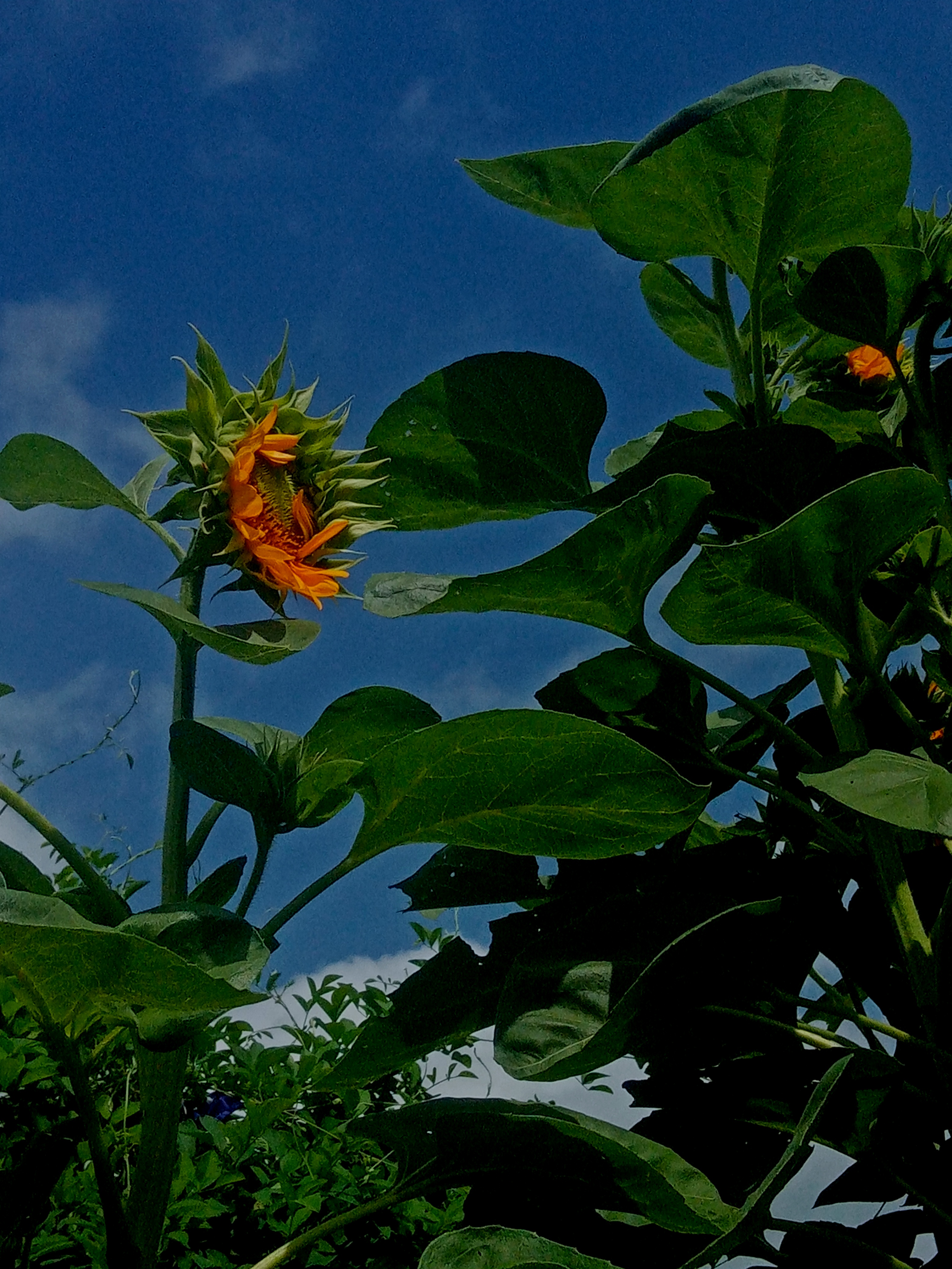 IMG_20230903_191100.jpg