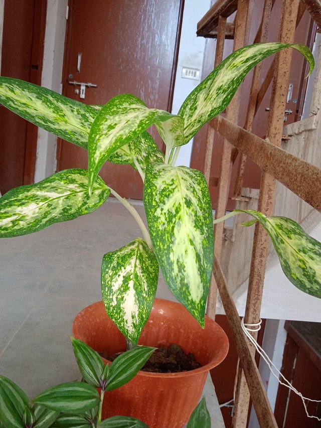 Chinese evergreen plant 1.jpg