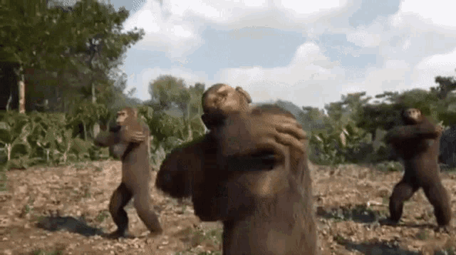 tenor (5).gif