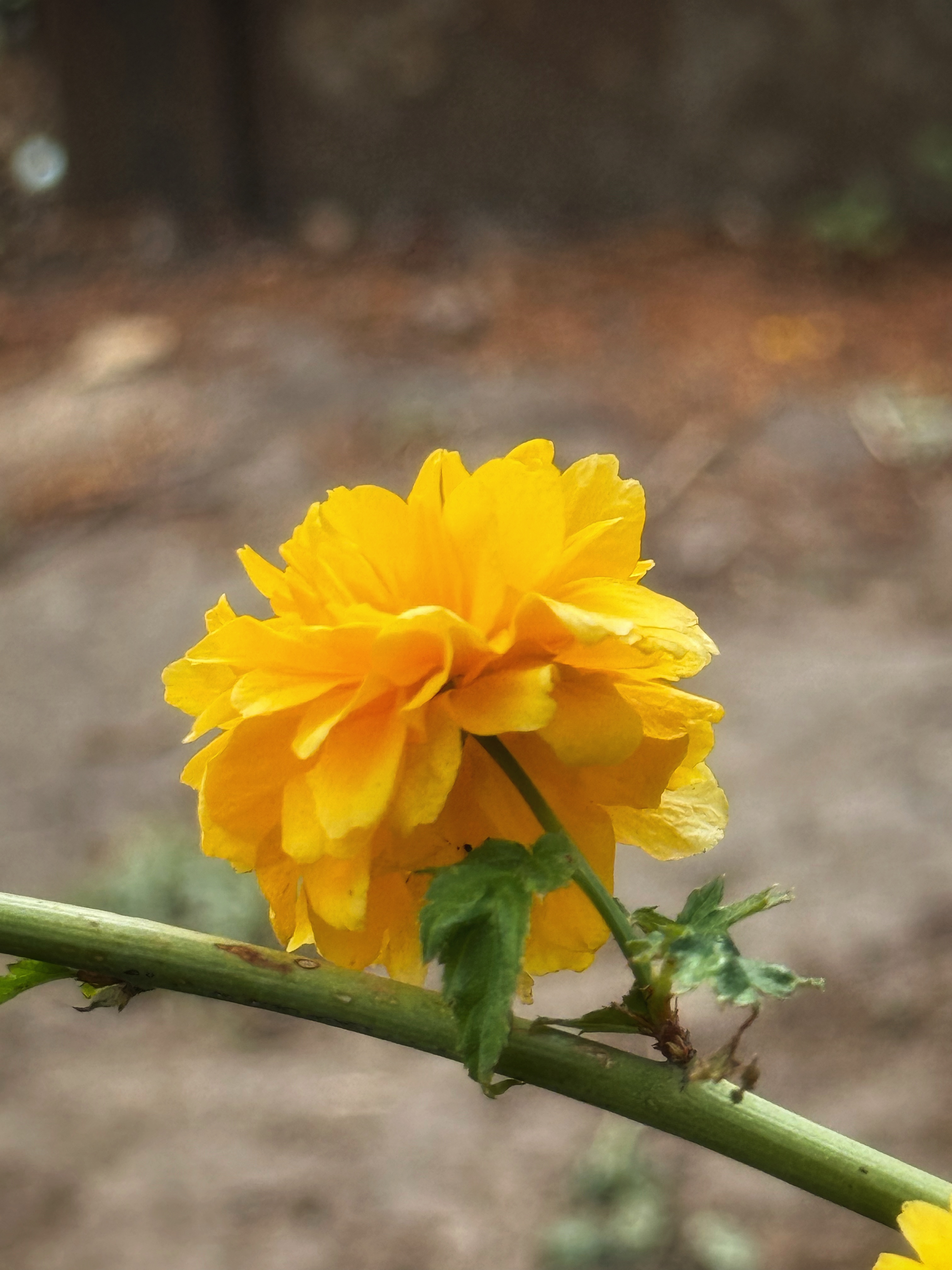 IMG_2614.jpeg