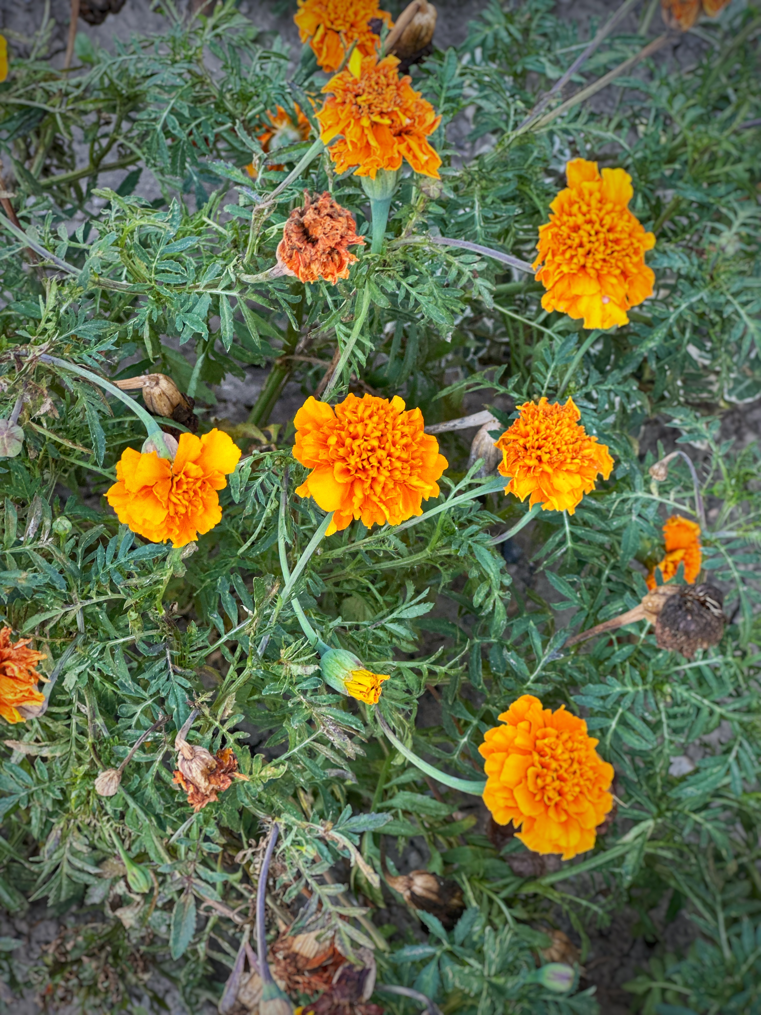 IMG_4607.jpeg
