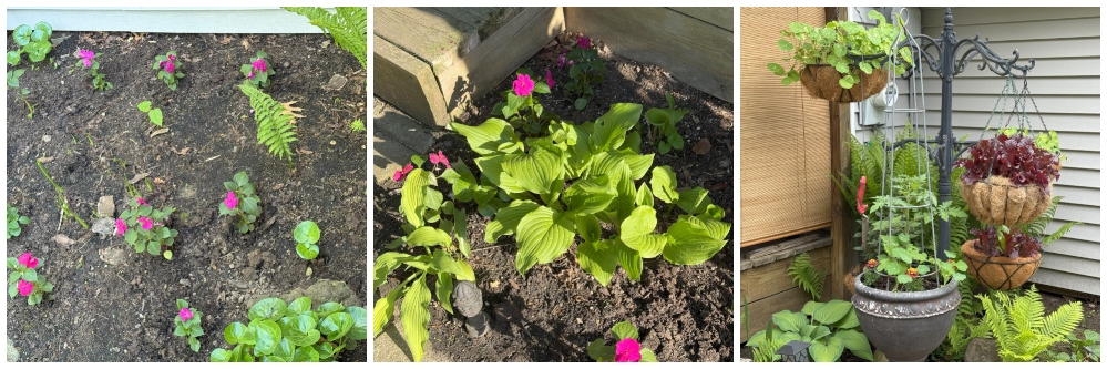 hivegarden-porch-plants.jpg