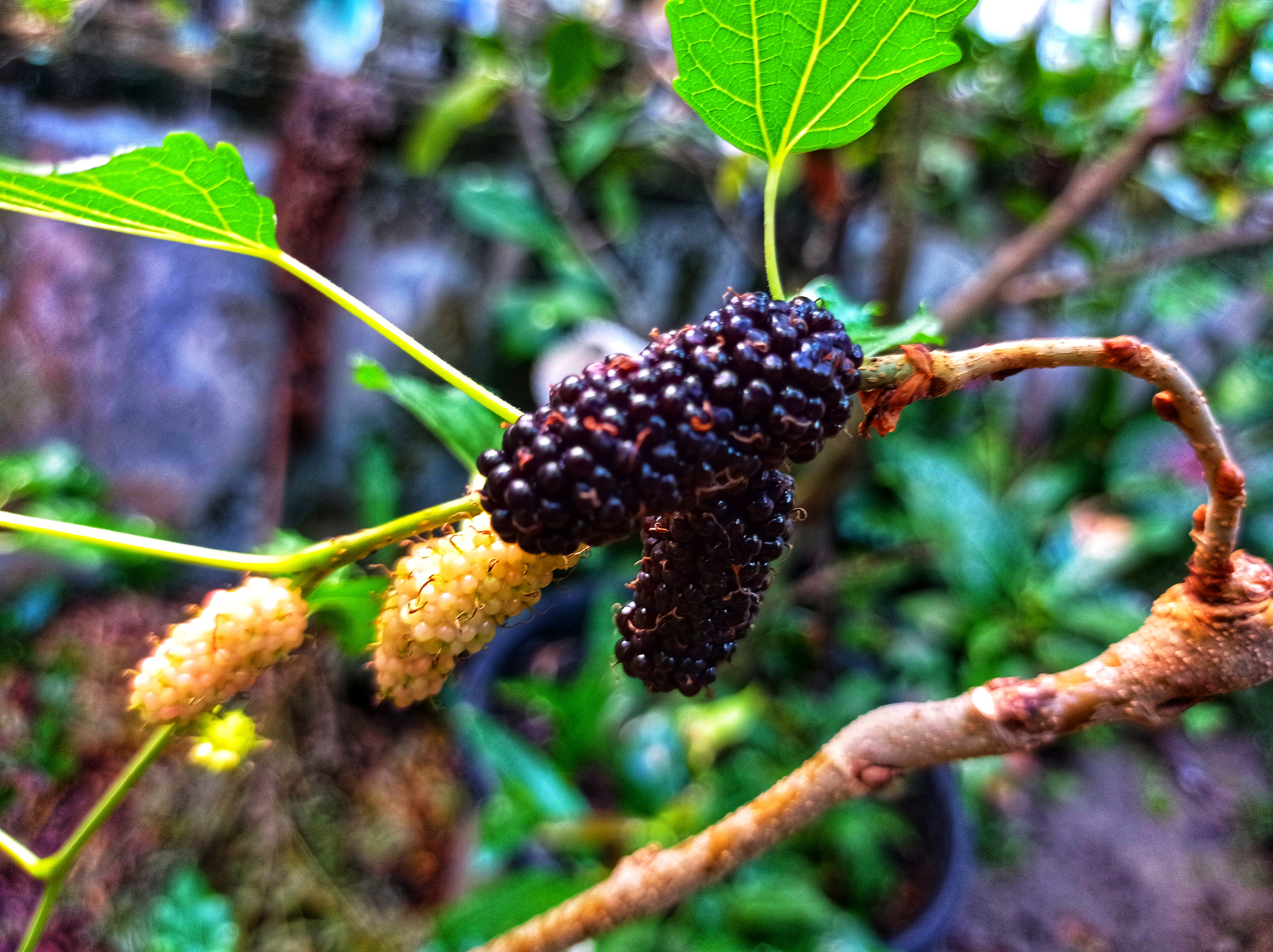 buah mulberry