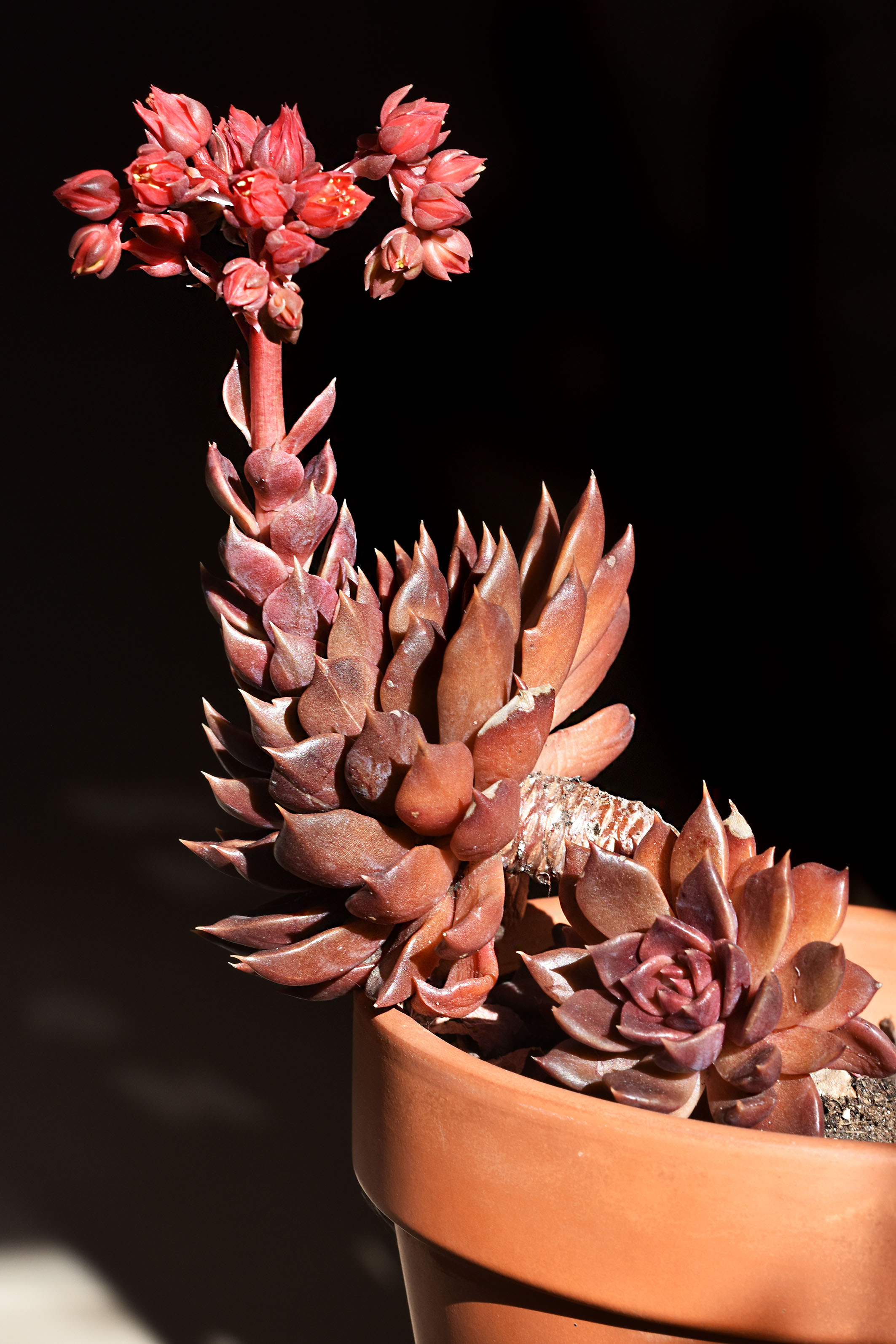 Echeveria Black Prince flowers 8.jpg