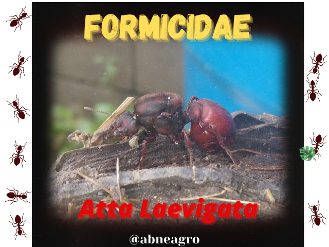 Formicidae(2).png