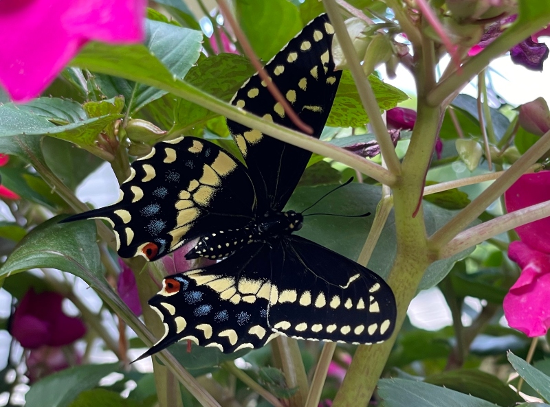 amazingnature-butterfly-12.jpg
