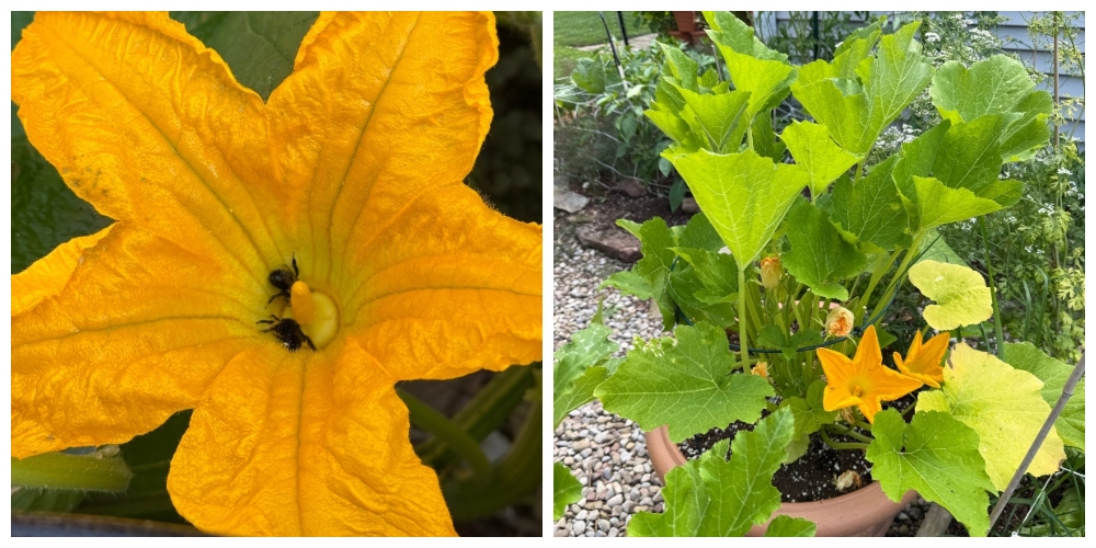 hivegarden-zucchini-1.jpg