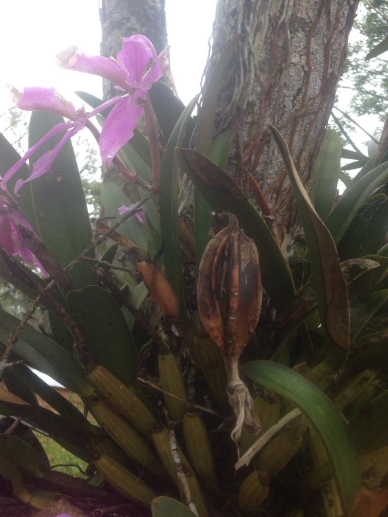 Variabilidad del hábitat de las orquídeas. — Hive