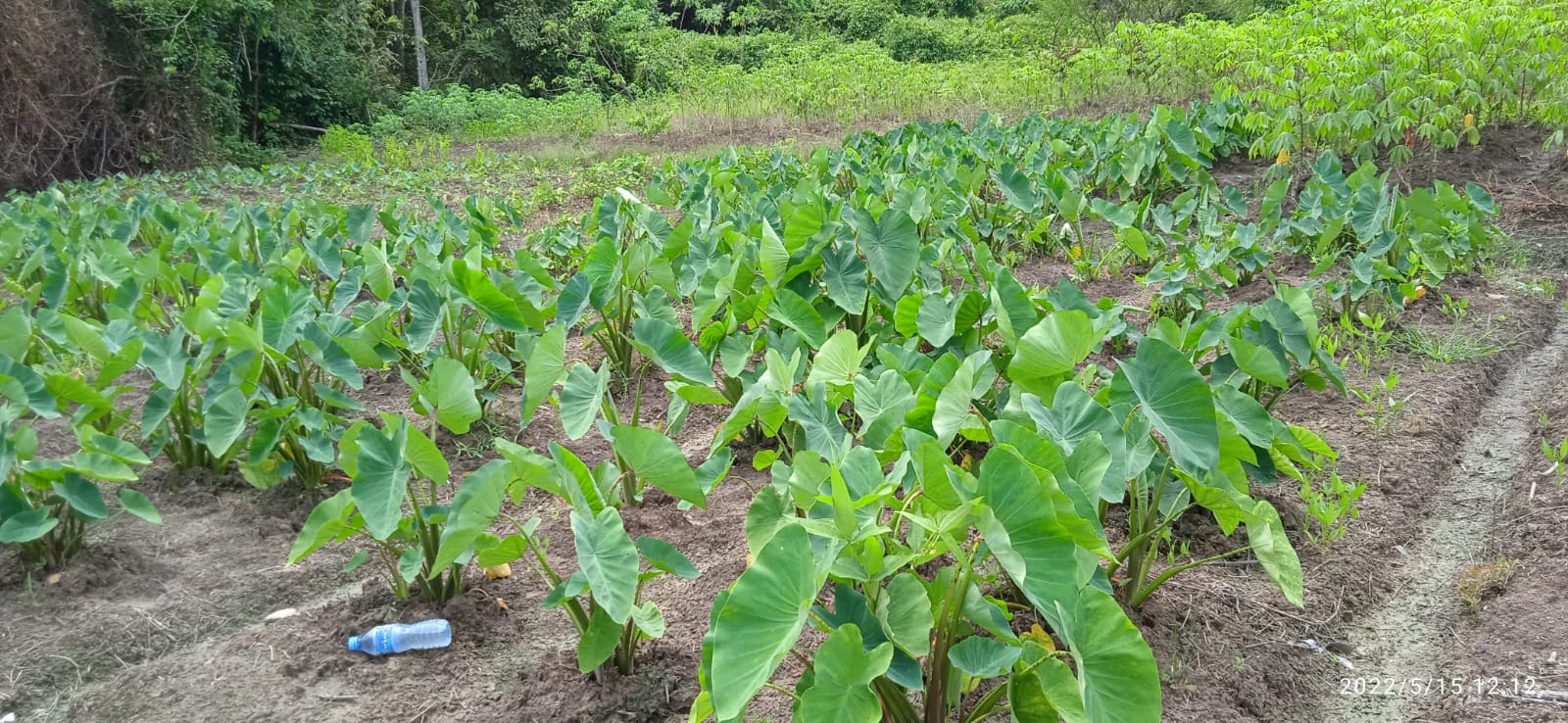 growing a type of taro in Suriname.jpeg