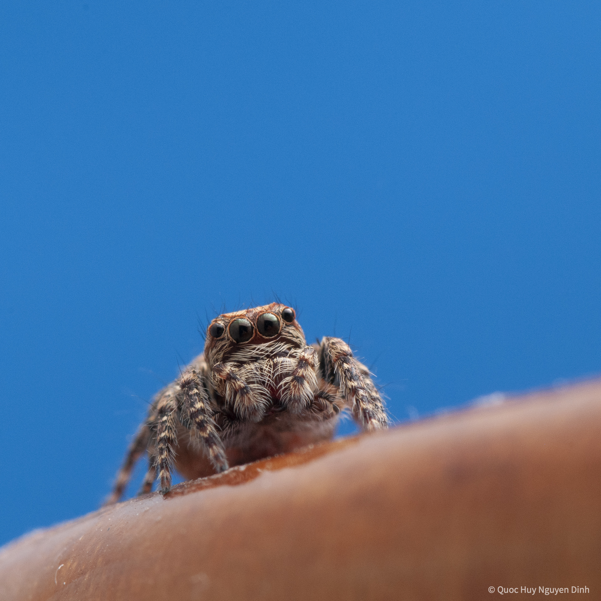 Jumping Spider - Servaea Villosa-02.jpg