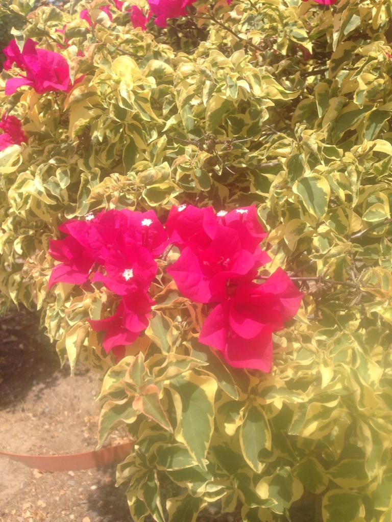 Variaciones de color, en las hojas y brácteas del género Bougainvillea. —  Hive