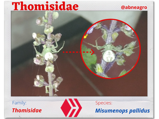 Thomisidae(3).png