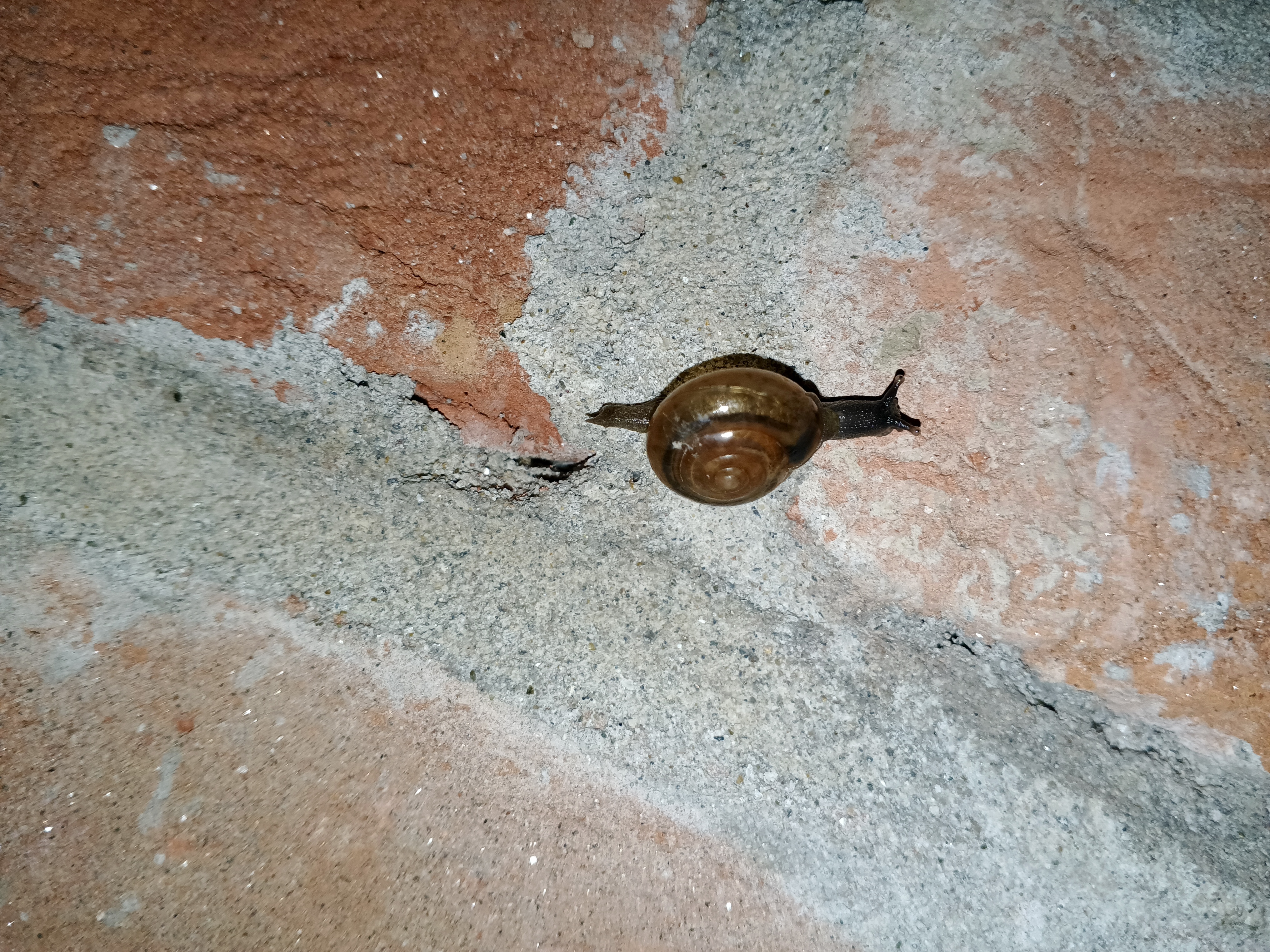 IMG_20250530_215708_088.jpg