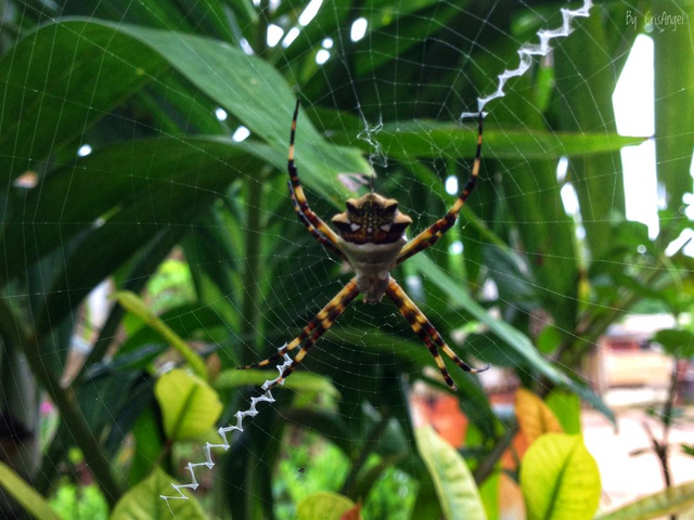 Photography - Nature - Spider Vol.1.2.png