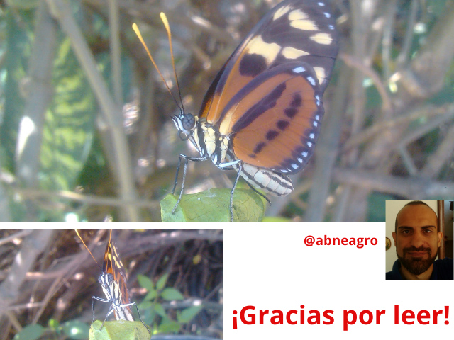 Lepidoptera cierre.png
