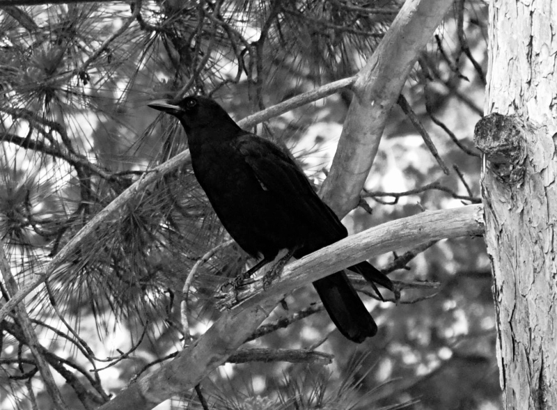 featheredfriends-crow-bnw-1.jpg