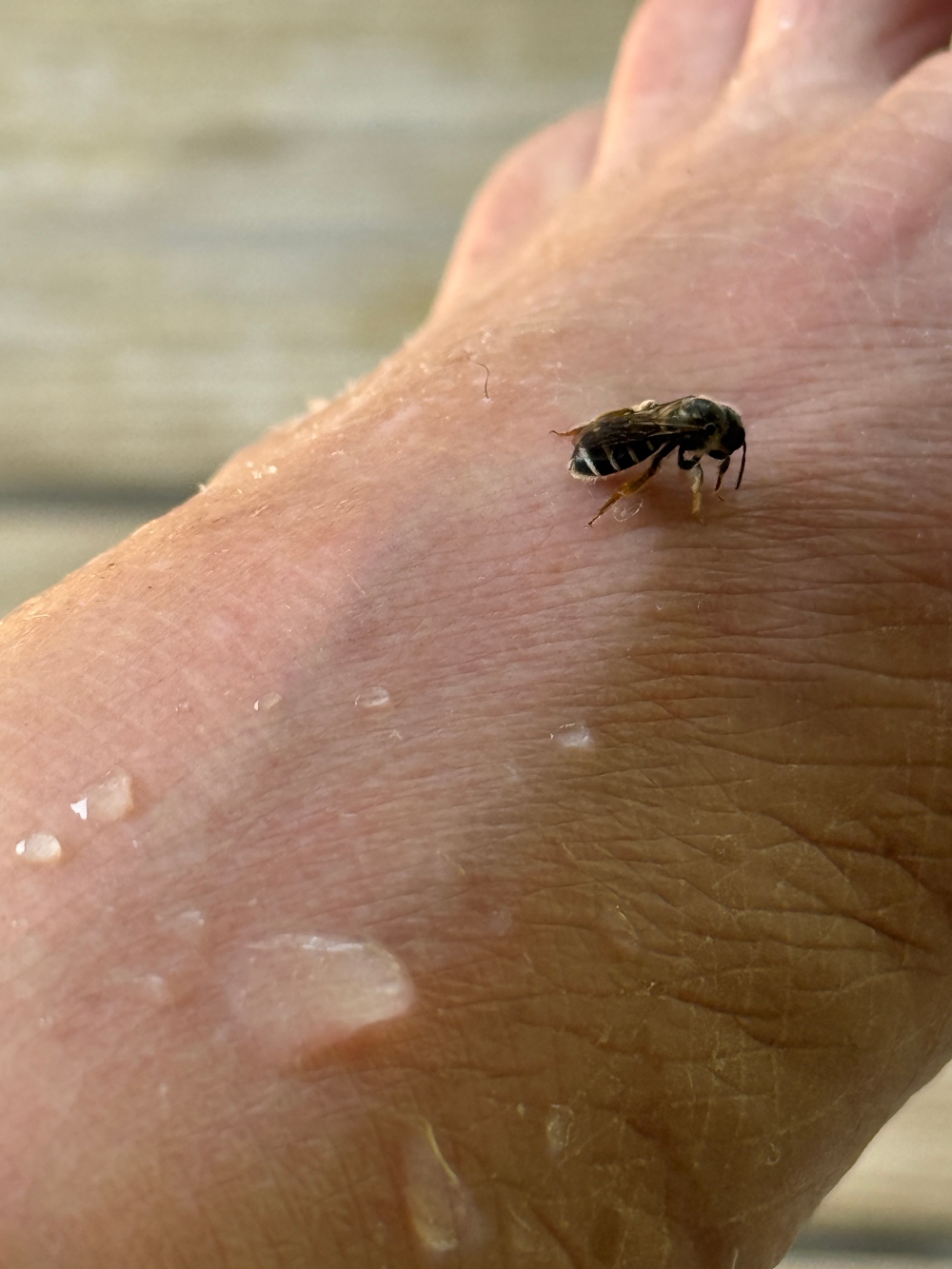bee.jpg