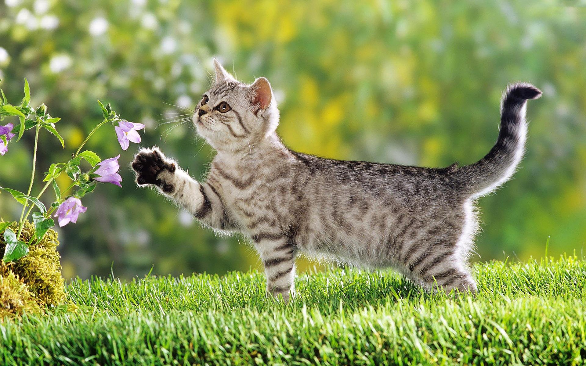 cat-7738210_1920.jpg