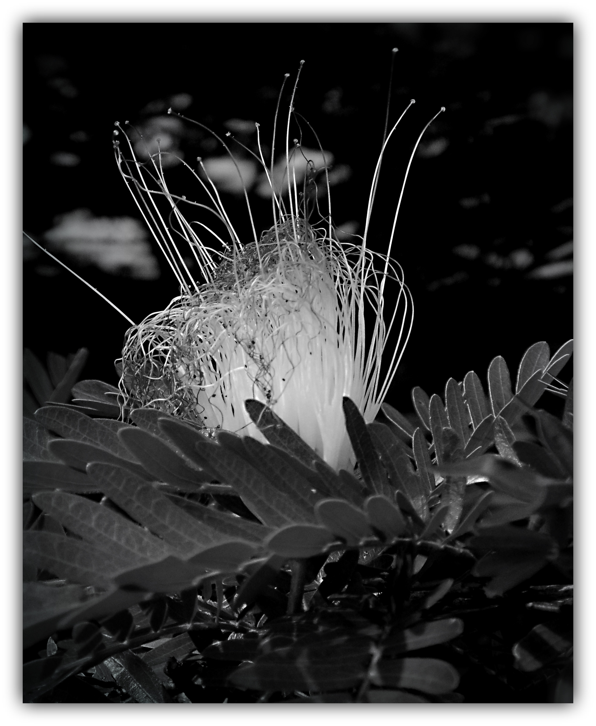 Pink Mimosa BNW F.jpg