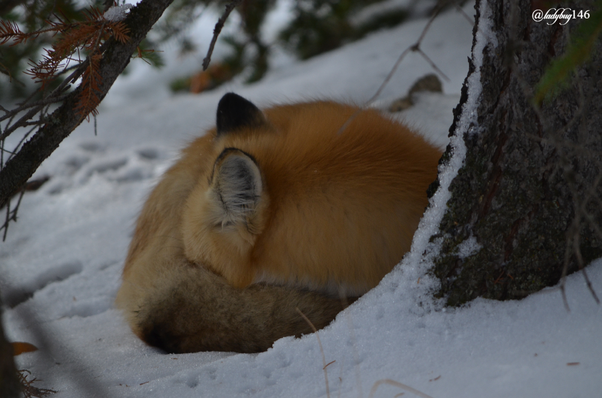 fox (1).jpg