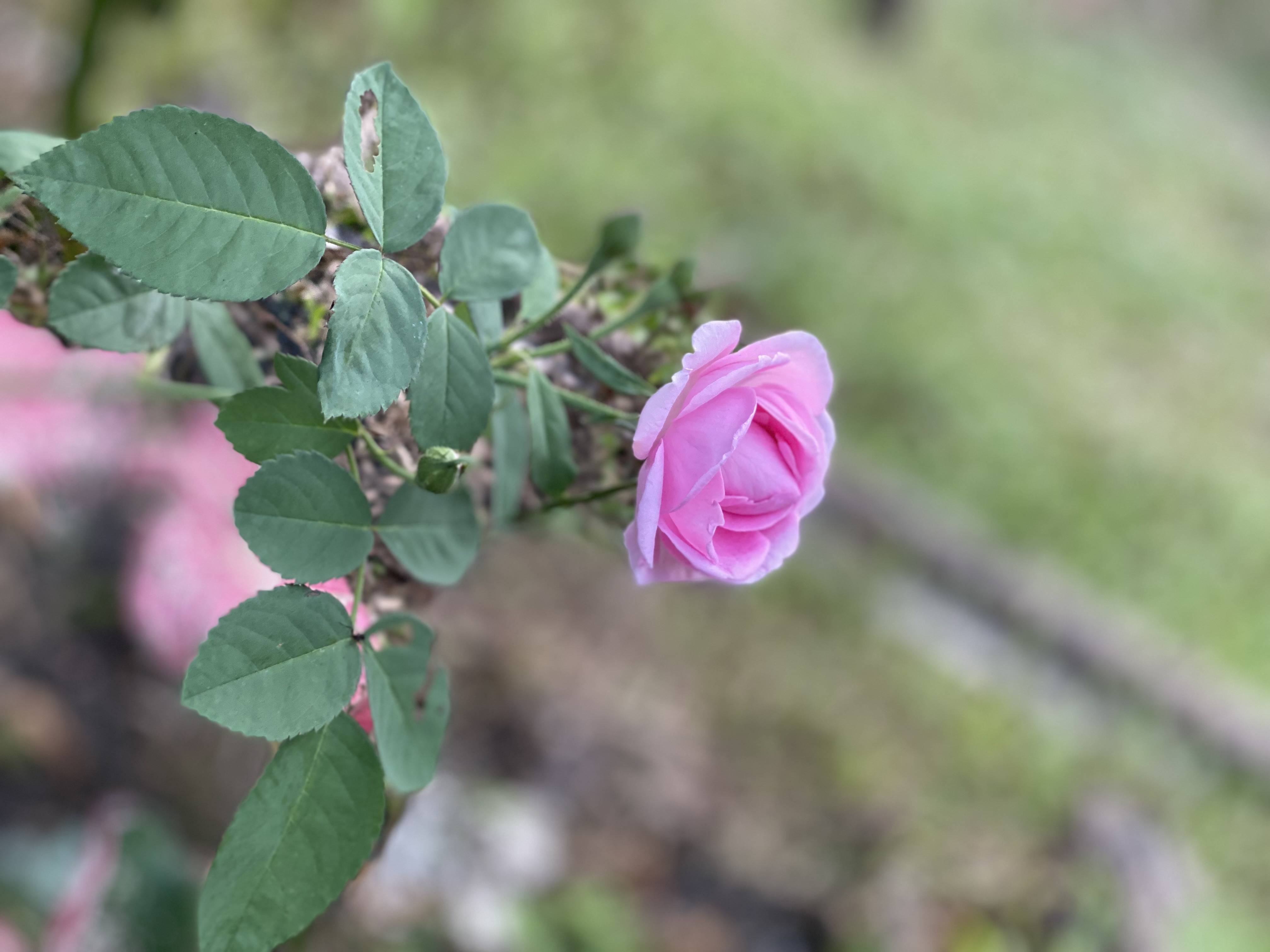 IMG_4693.jpeg